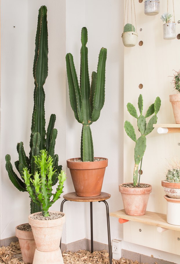 kaktus copenhague tienda cactus y diseño
