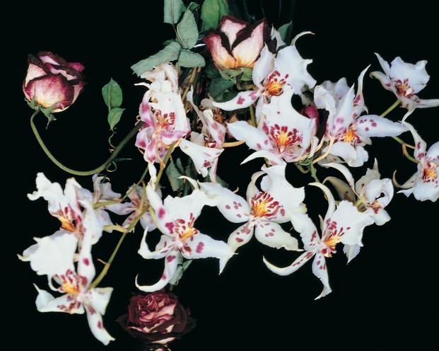 araki fondazione bisazza fotografia floral diariodesign