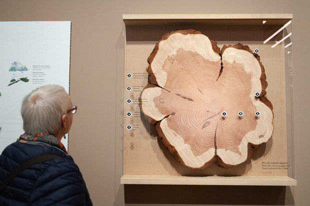 Exposición ¡Toquemos madera! en el Disseny Hub Barcelona
