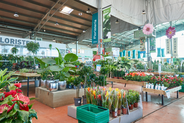 Tienda de plantas, venta de plantas, plantas en una tienda, tienda Verdecora