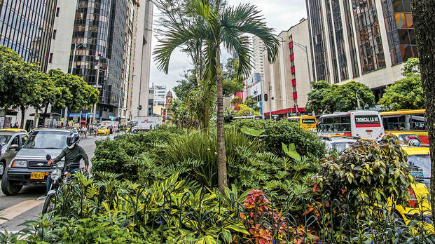 corredor verde del centro de Medellín, plantas, vegetación urbana