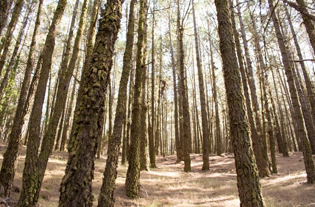 madera-maciza-industrializada-españa-bosques-bosque